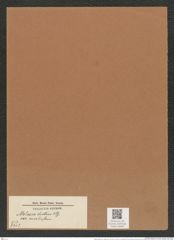 Melosira distans var. nivalis Grun. (de-Toni-Nr.: Genus 213, Species 5307) Zeichnungen Sammlung Grunow Mappe 05083 (Herbarium_W_Grunow_drawings_Folder_05083)